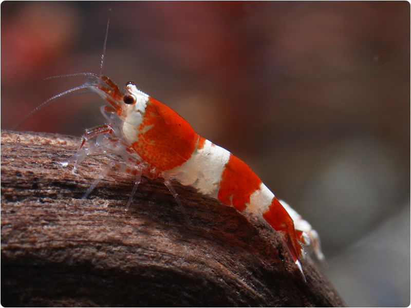 Redbee